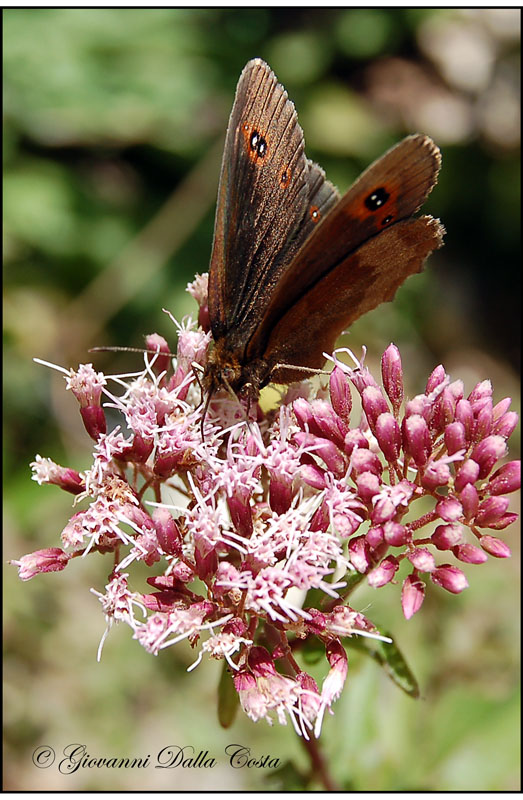 Erebia da identificare